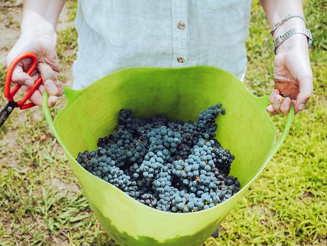 Vinho, Copos De Vinho, Vino, Feliz