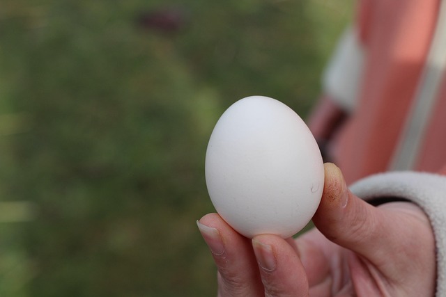 Free Chicken Egg photo and picture