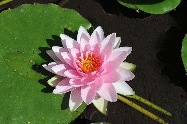 Free Flower Lotus photo and picture