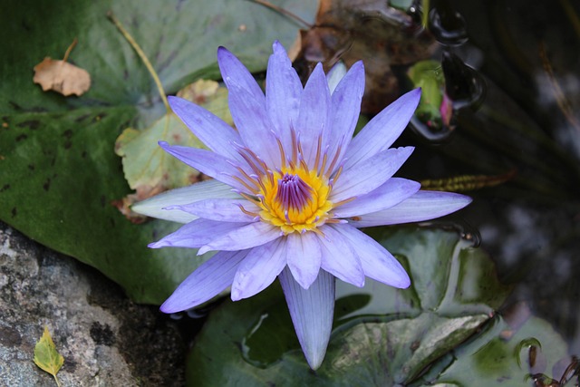 Free Lotus Flower photo and picture
