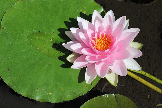 Free Lotus Zen photo and picture