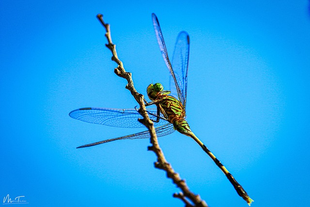 Free Dragonfly Garden photo and picture