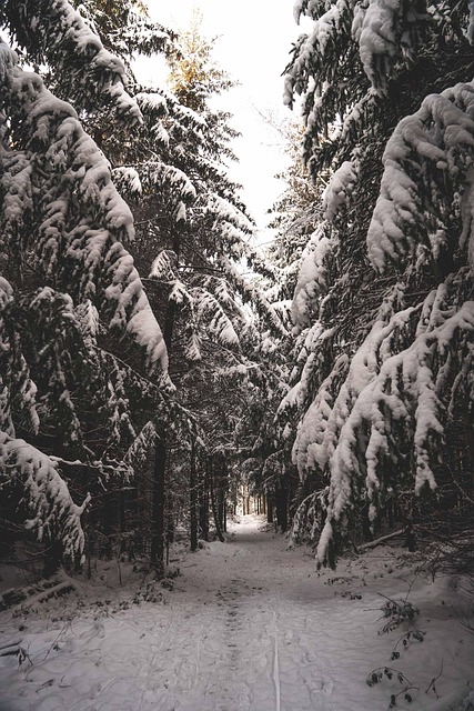 Winter, Weg, Woud, Sneeuw, Pad, Bomen
