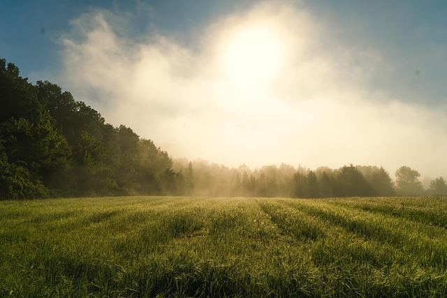 Gebied, Mist, Zonlicht, Bomen, Gras