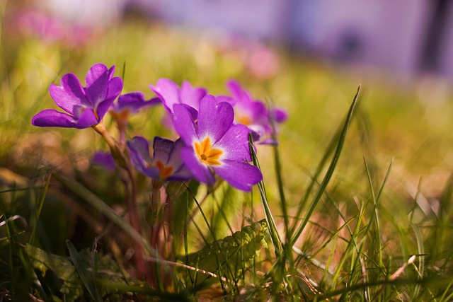 Bloemen, Bloem Achtergrond