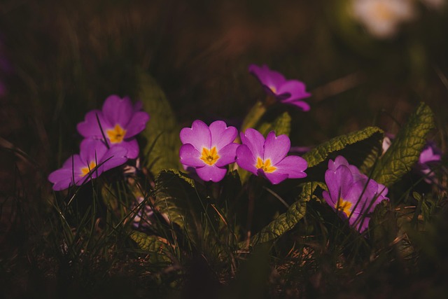Sleutelbloem, Bloemen, Planten