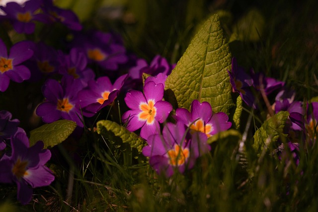 Sleutelbloem, Bloemen, Planten