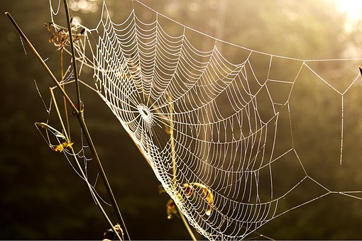 Free Spider'S Web Network photo and picture