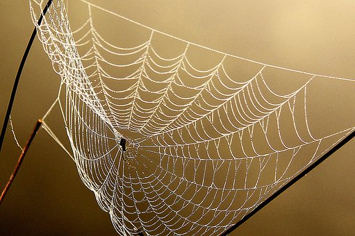 Free Cobweb Web photo and picture