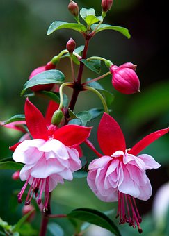Fuchsia 照片 下载免费图片 Pixabay