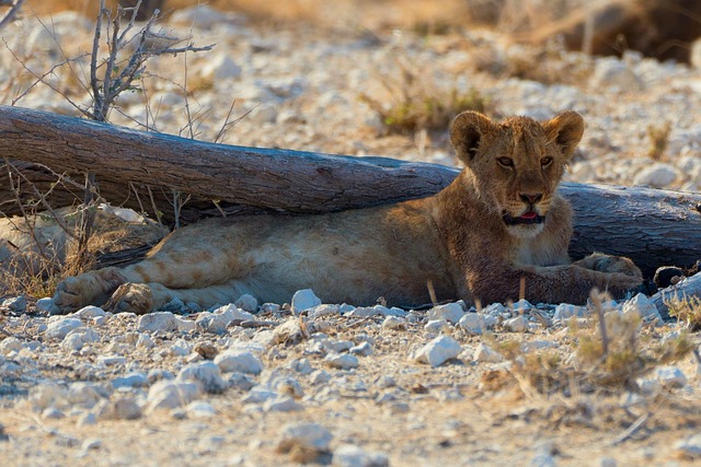 Free Lion Feline photo and picture
