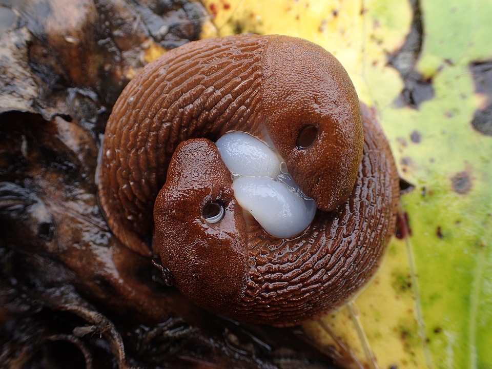 Mating Slugs Road Snail Arion Free photo on Pixabay