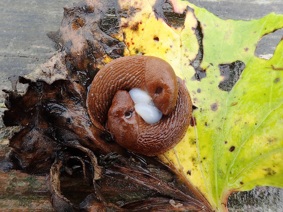 Mating Slugs Road Snail Arion Free photo on Pixabay