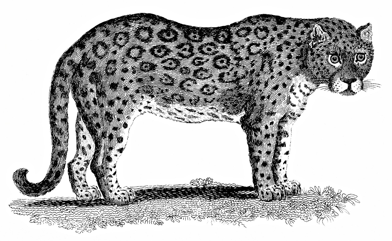 Download Leopard Animal Wildlife Royalty-Free Stock Illustration Image ...