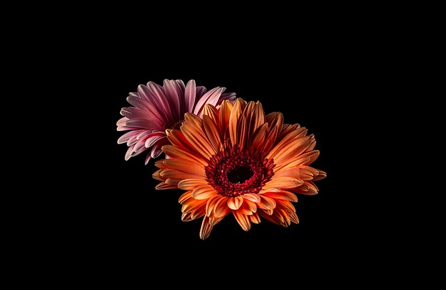 Free Daisy Flowers photo and picture