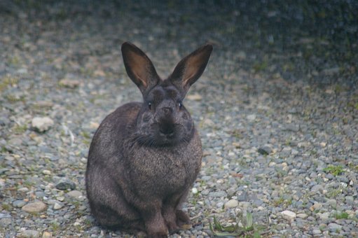 Free Bunny Rabbit photo and picture