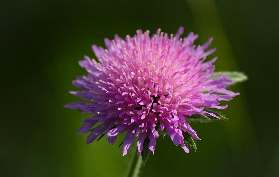 Flower Wild Alpine - Free photo on Pixabay - Pixabay