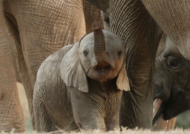 Free Elephant Baby photo and picture