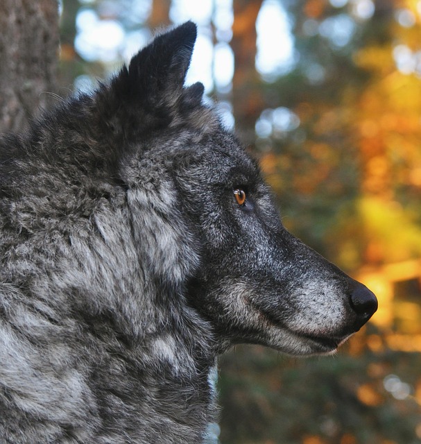 Free Wolf Animal photo and picture