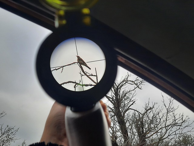 Free The Sight Hunting photo and picture
