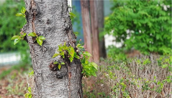 Free Tree Flower photo and picture