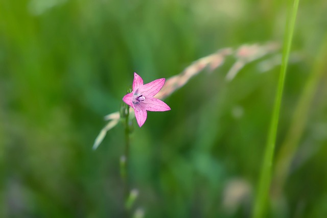 Free Flower Plant photo and picture