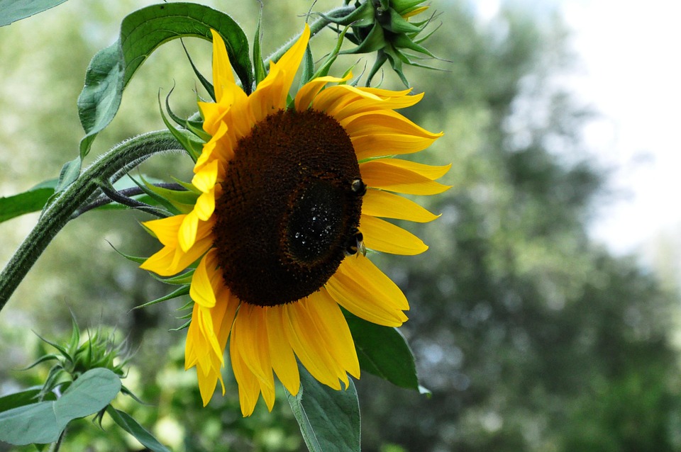 Sonnenblume Nahaufnahme Insekt - Kostenloses Foto auf Pixabay - Pixabay