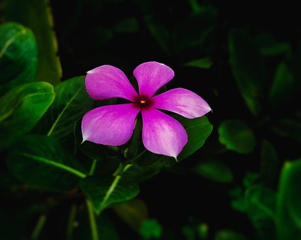 Periwinkle, Blomst, Anlegg, Rosa Blomst