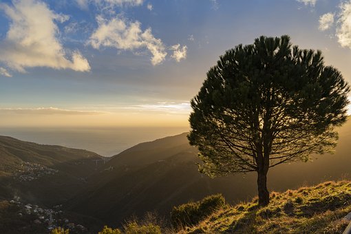 Free Tree Sunset photo and picture