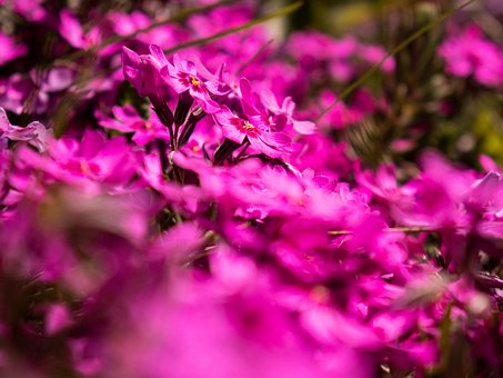 Flores, Planta, Jardim, Florescendo