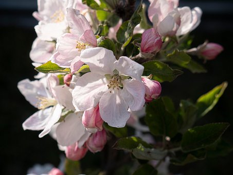 Jardim, Florescer, Bud, Flor, Natureza