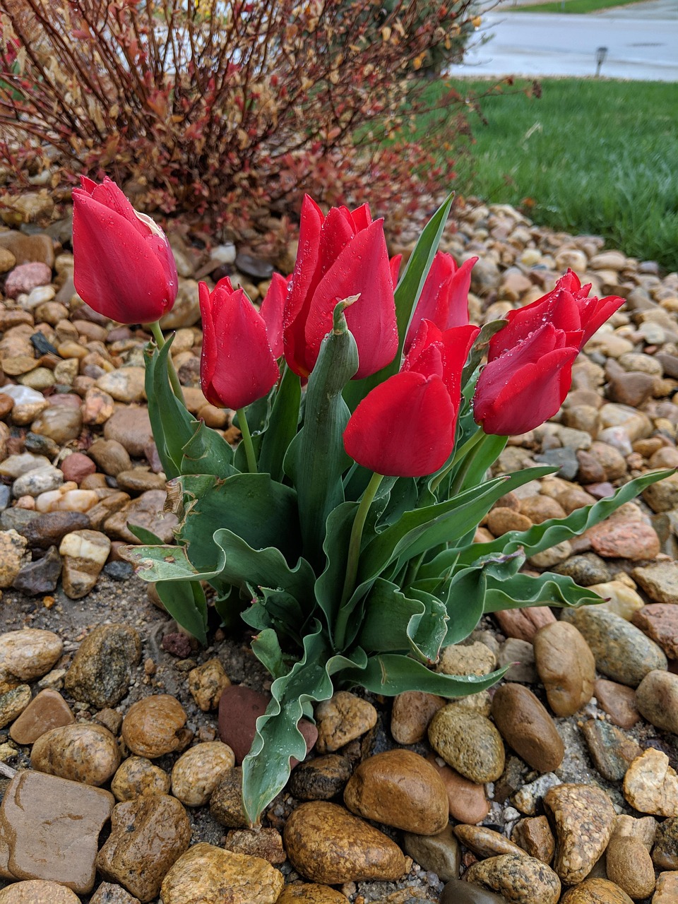 Tulip Bloom Spring Free photo on Pixabay Pixabay