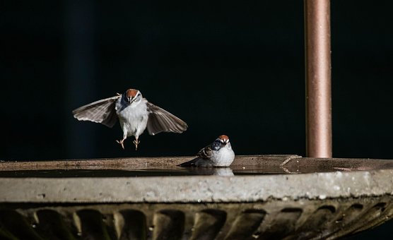 Free Sparrows Birds photo and picture