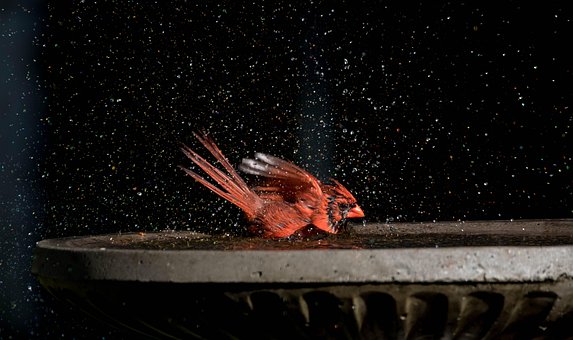 Free Bird Cardinal photo and picture