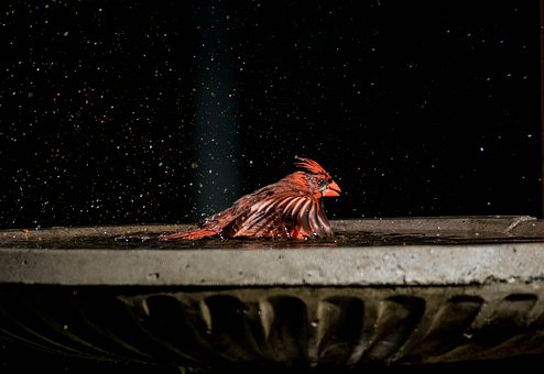 Free Cardinal Bird photo and picture