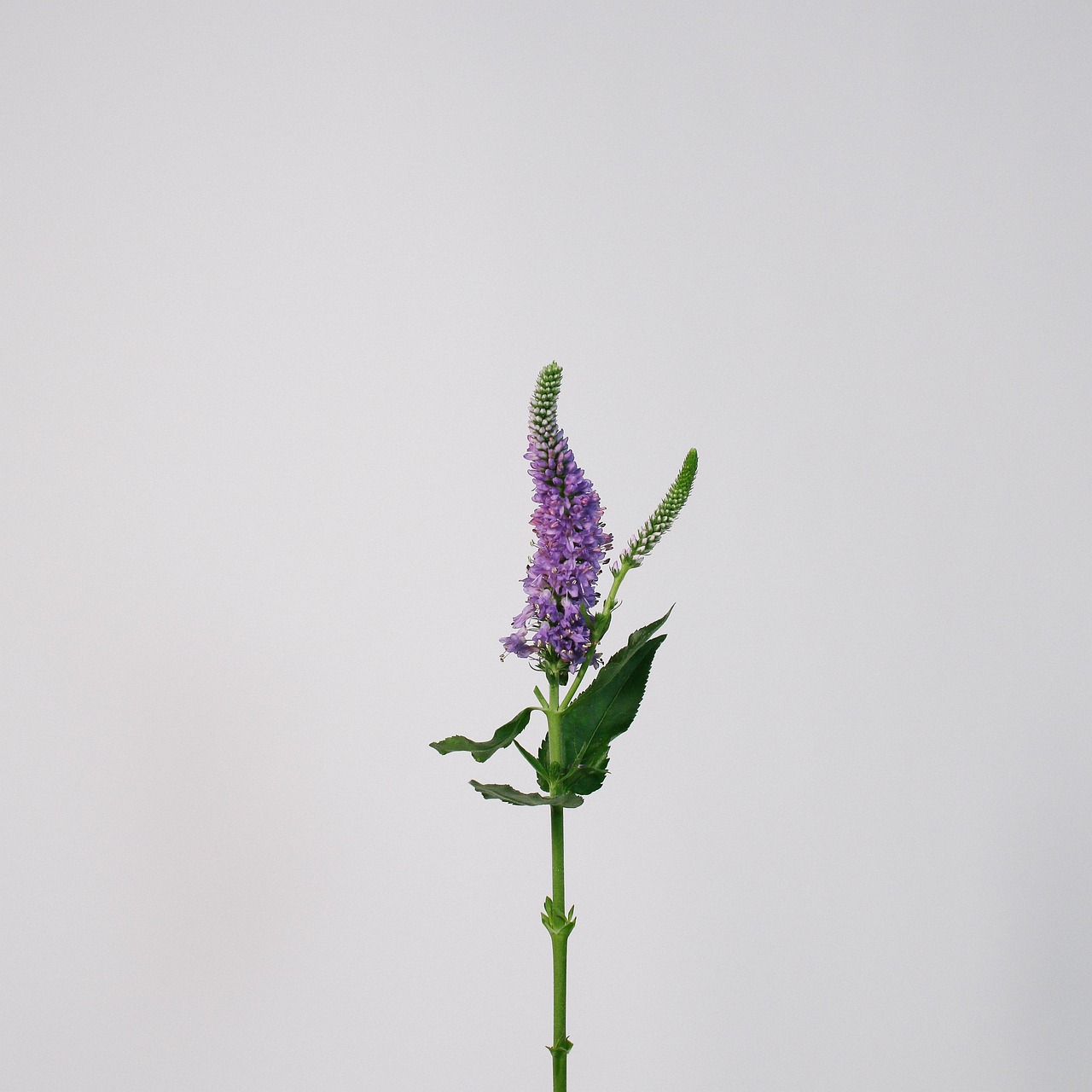 Blomma Veronica - Gratis foto på Pixabay - Pixabay