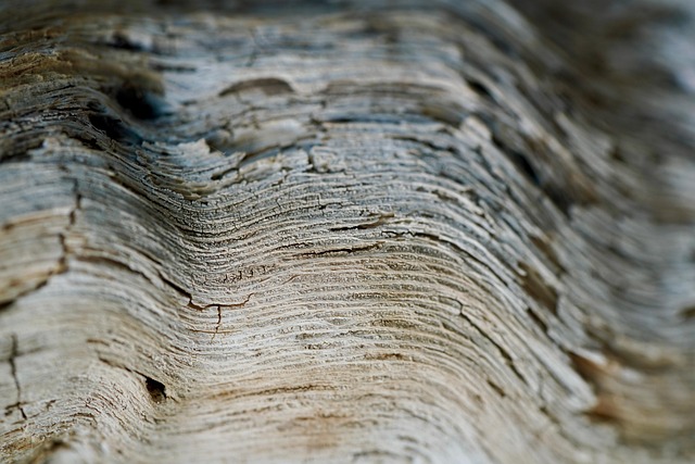 Baum, Sukkulenten, Holz, Struktur, Makro