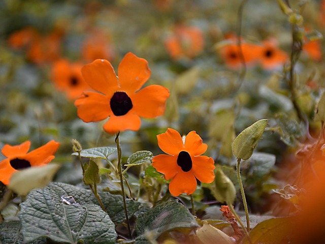 Free Flowers Flower photo and picture