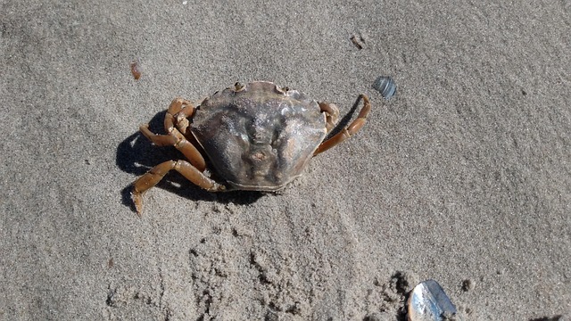 Free Crab Sea photo and picture