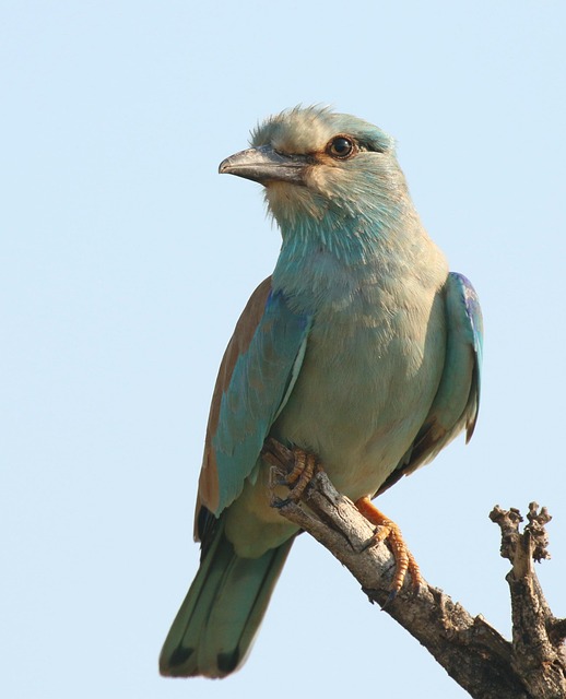 Free Bird European Roller photo and picture