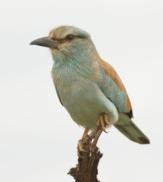 Free Bird European Roller photo and picture
