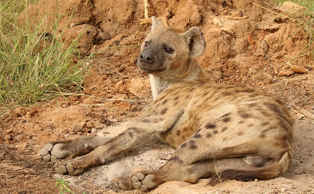 Free Hyena Carnivore photo and picture
