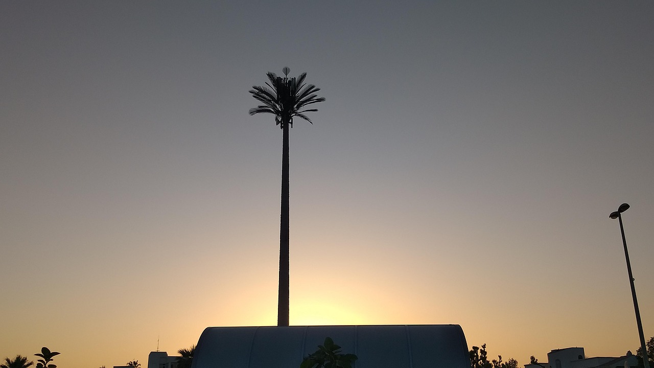 Palmen Im Sonnenuntergang -Fotos Und -Bildmaterial In Hoher