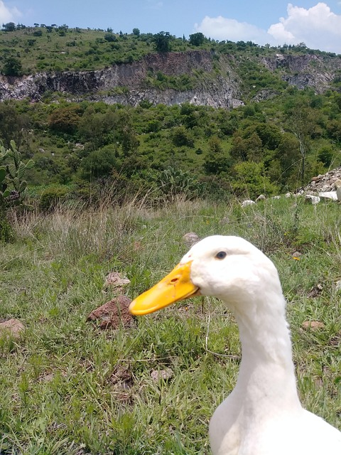 Free Duck Mountain photo and picture