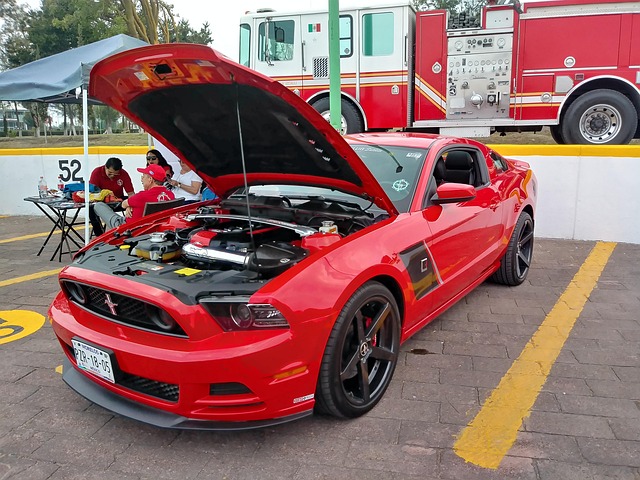 Free Mustang Network photo and picture
