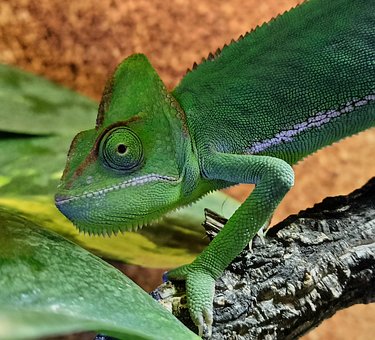 Free Chameleon Yemen photo and picture