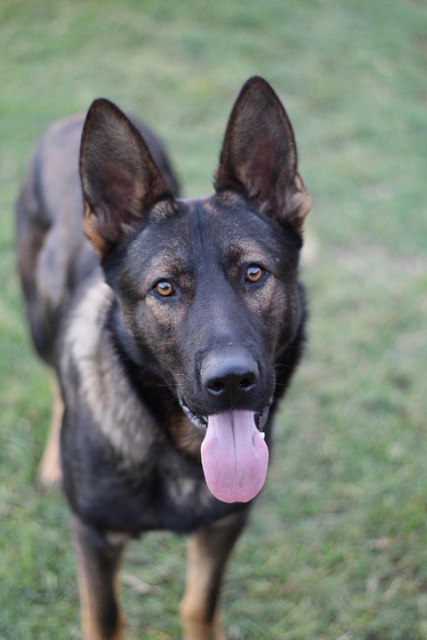 Canine mans best friend pet free photo on pixabay pixabay