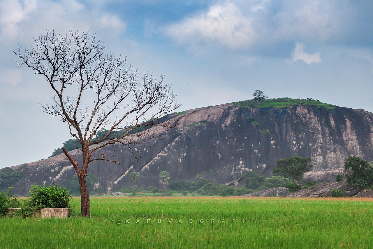 自然 稻田 景观 - Pixabay上的免费照片 - Pixabay