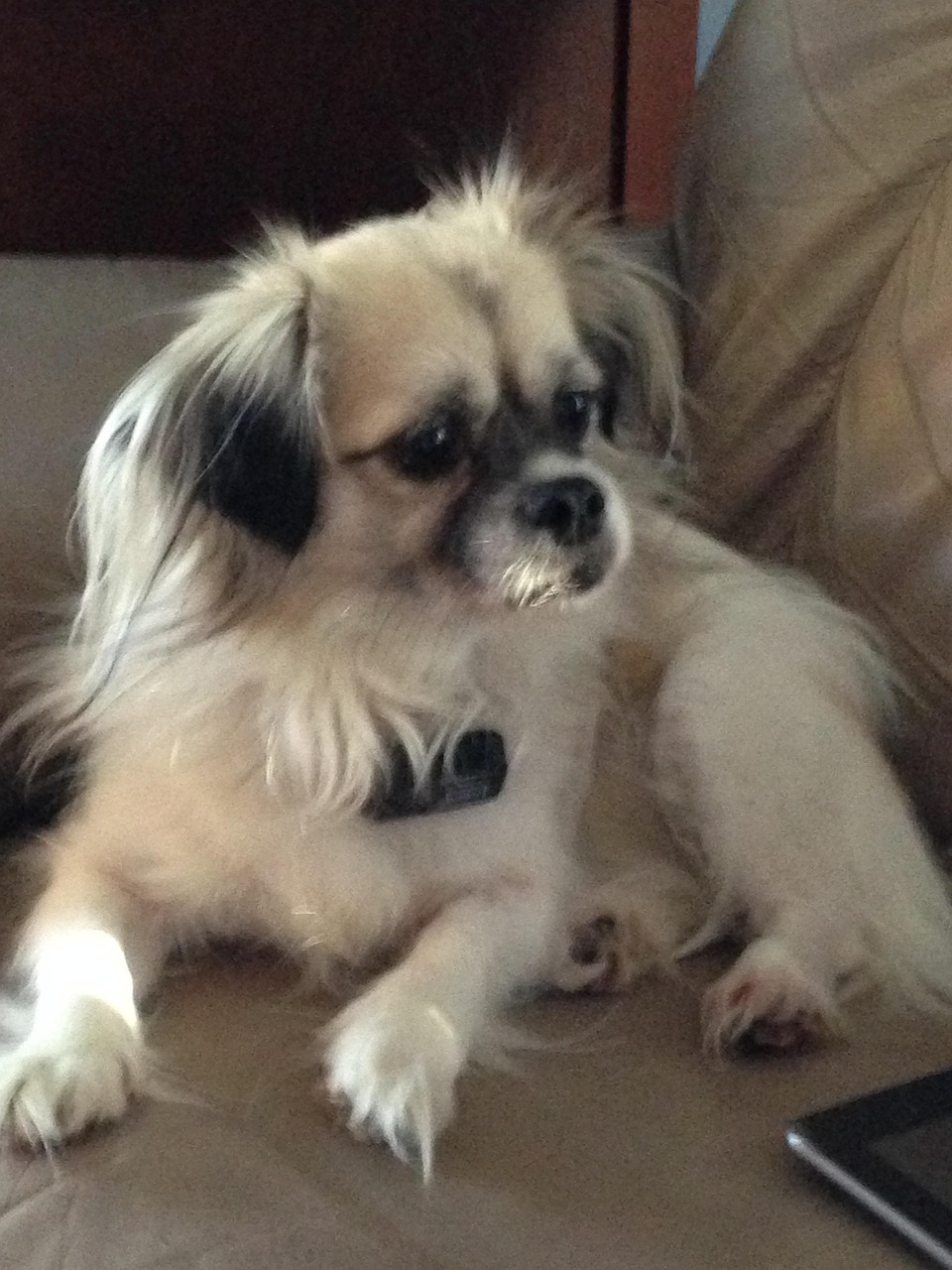 Pikiapoo Dog Peekapoo Parti - Free photo on Pixabay