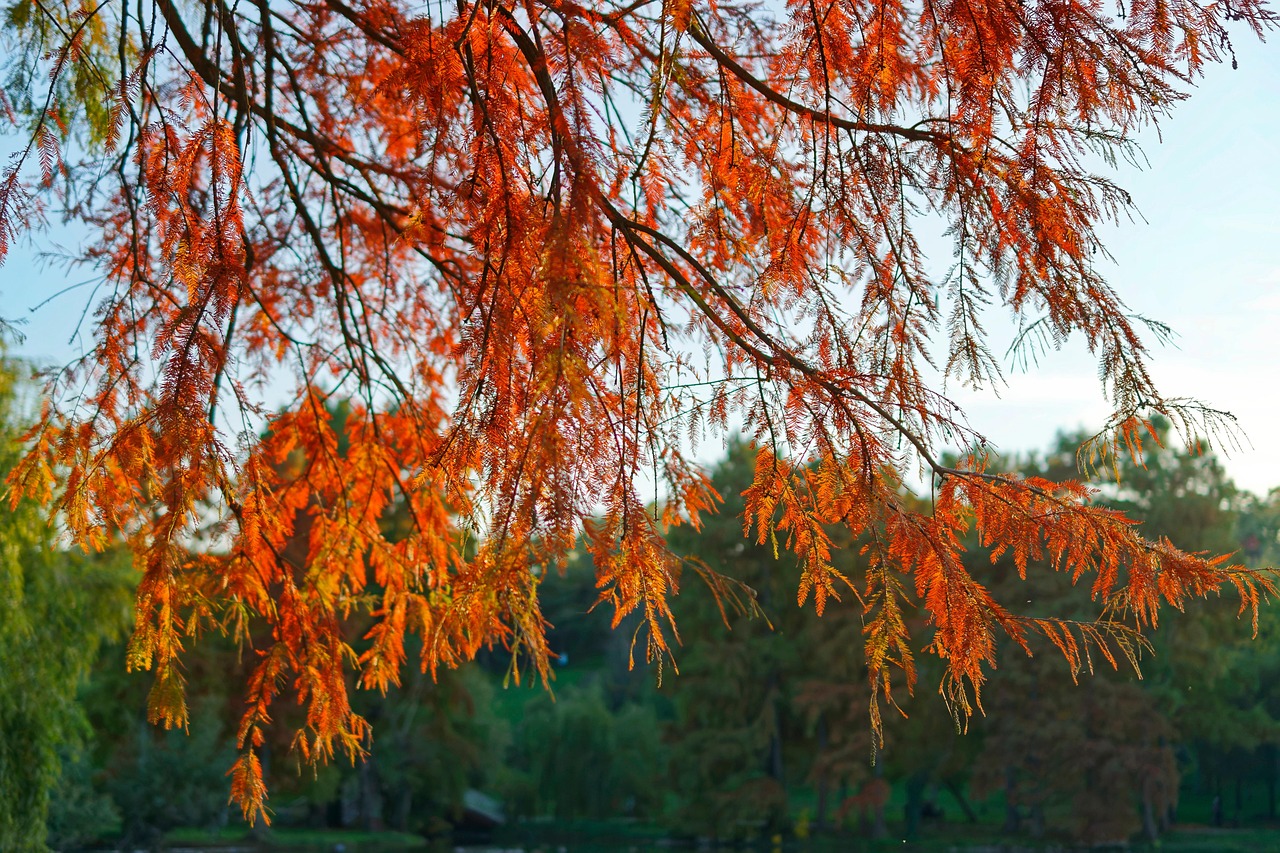 Tree Branch Naturally Free photo on Pixabay Pixabay